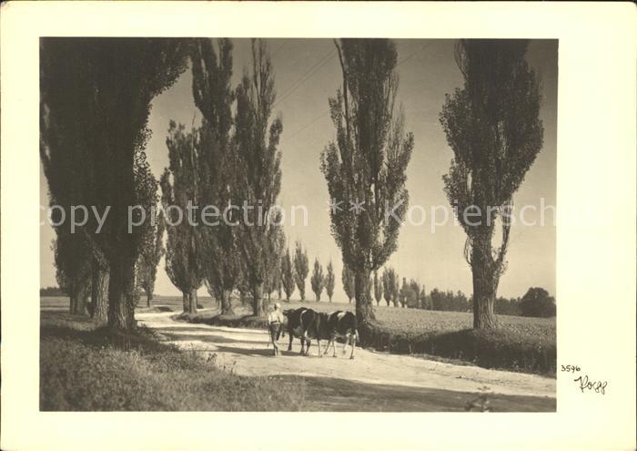 Foto Popp Nr. 3596 Kühe Bäume