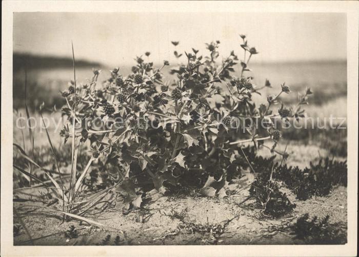 Blumen Stranddistel Eryngium maritinum