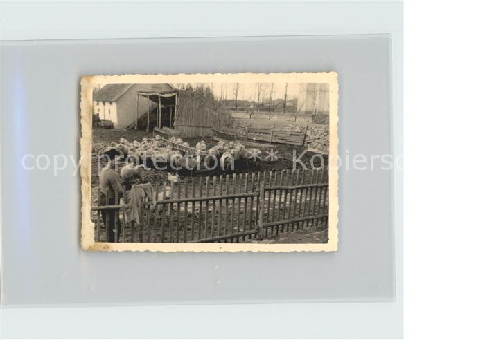 Schafe Hirte Rumaenien