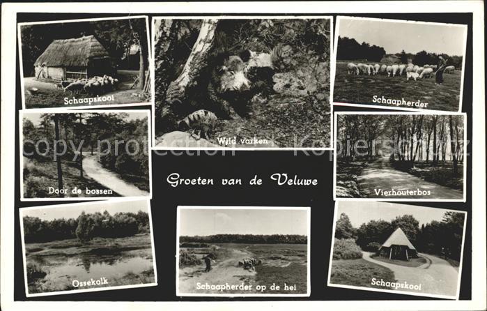 Niederlande Schaapskool Wild varken Schaapherder Vierhouterbos Ossekolk