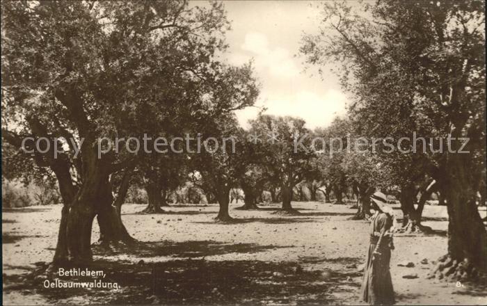 Bethlehem Yerushalayim Oelbaumwaldung