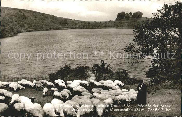 Daun Eifel Weinfelder Maar Schafherde