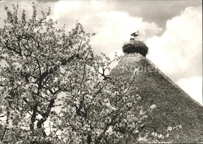 Jork Osterjork Storchennest