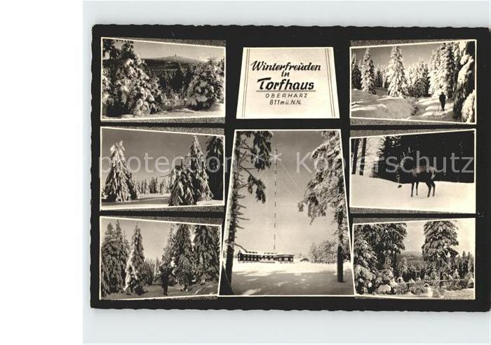 Torfhaus Harz Winterfreuden Hirsch