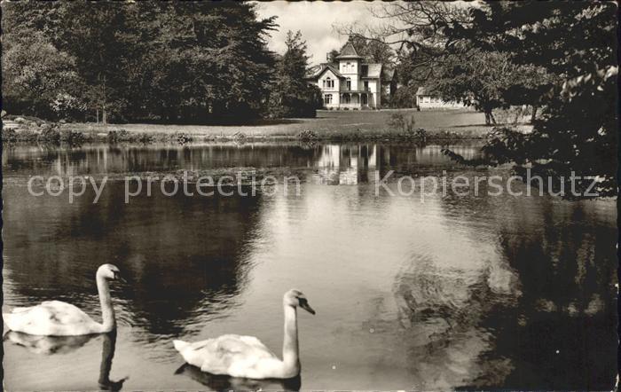 Itzehoe Stadtpark Schwaene