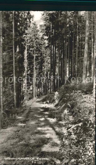 Huemmerich Westerwald Waldweg
