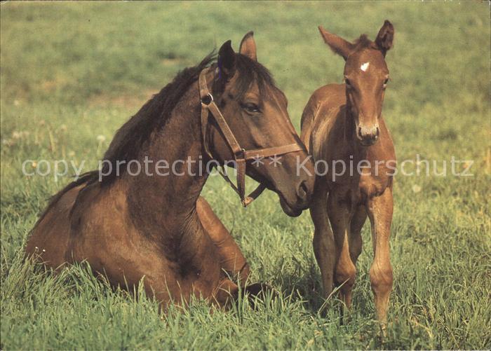 Lochem Stute mit Fohlen