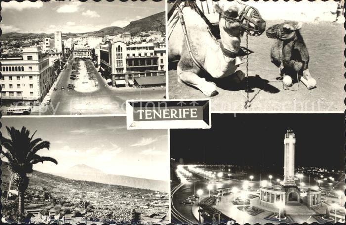 Teneriffa Platz Kamel