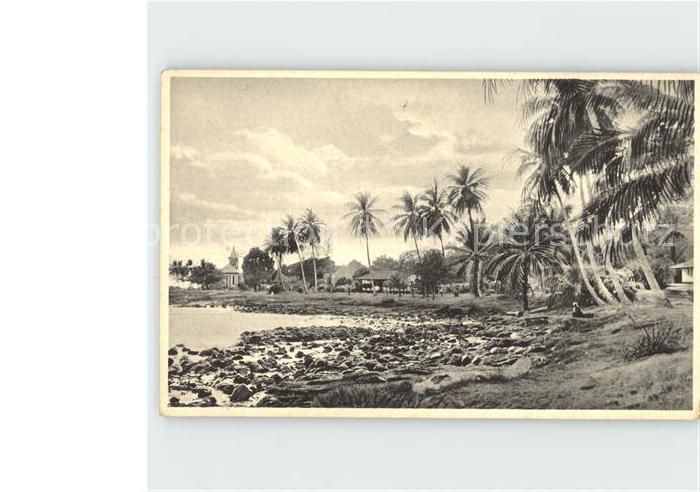 Mallorca Bota Palmen