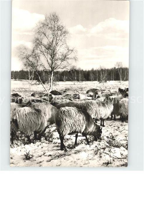 Schafe Lueneburger Heide Winter