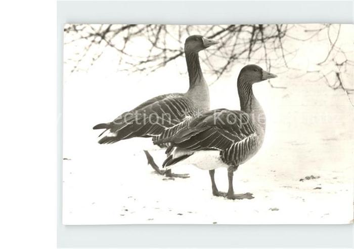 Voegel Birds Oiseaux Uccelli Pajaros-- Graugaense