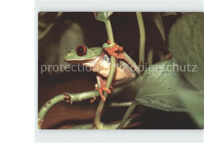 Froesche Rotaugenfrosch Tierpark Berlin