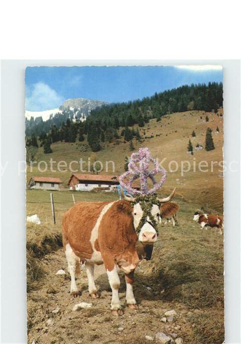 Kuehe Almabtrieb