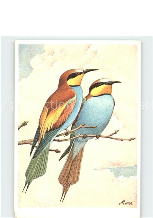 Voegel Birds Oiseaux Uccelli Pajaros-- Bienenfresser Merops apiaster Kuenstler M