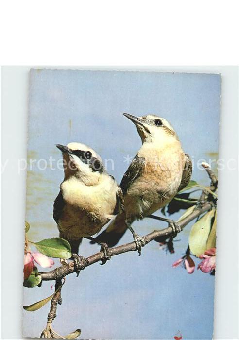 Voegel Birds Oiseaux Uccelli Pajaros-- Oenanthe oenanthe Steinschmaetzer