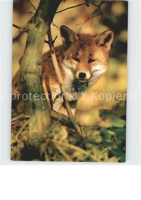 Fuchs Tiere