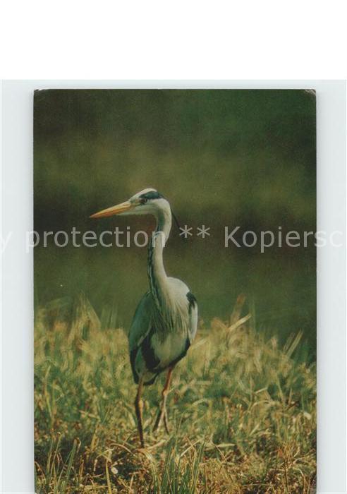 Voegel Birds Oiseaux Uccelli Pajaros-- Graureiher