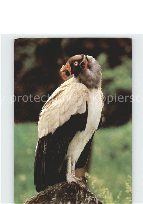 Voegel Birds Oiseaux Uccelli Pajaros-- Koenigsgeier