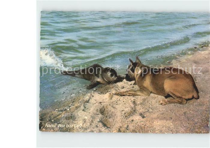 Seehunde Robben Boxer Strand