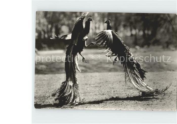 Voegel Birds Oiseaux Uccelli Pajaros-- Kampf Blaue Pfauen