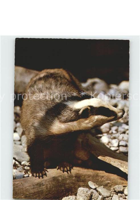 Tiere Dachs Badger Blaireau Tasso