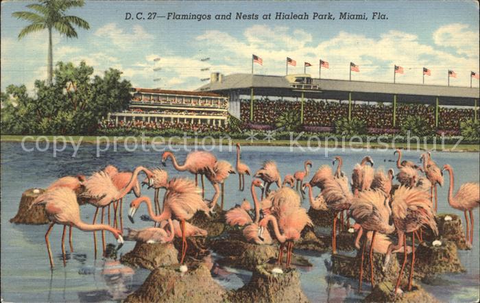 Flamingo Hialeah Park Miami