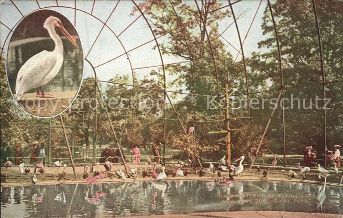 Zoo Flying Cage New York Zoological Park Pelikan