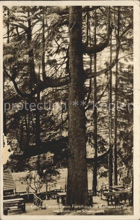 Baeume Trees Grosse Tanne Forsthaus Rollwassertal Sc