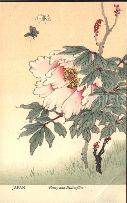 Schmetterlinge Peony and Butterflies Japan Pfingstrosen