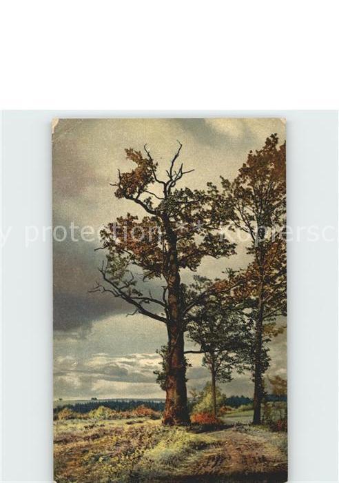 Verlag Photochromie Nr. 4200 Serie 268 Baeume Natur