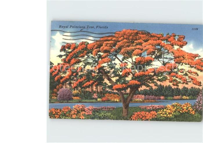 Baeume Trees Royal Poinciana Tree Florida