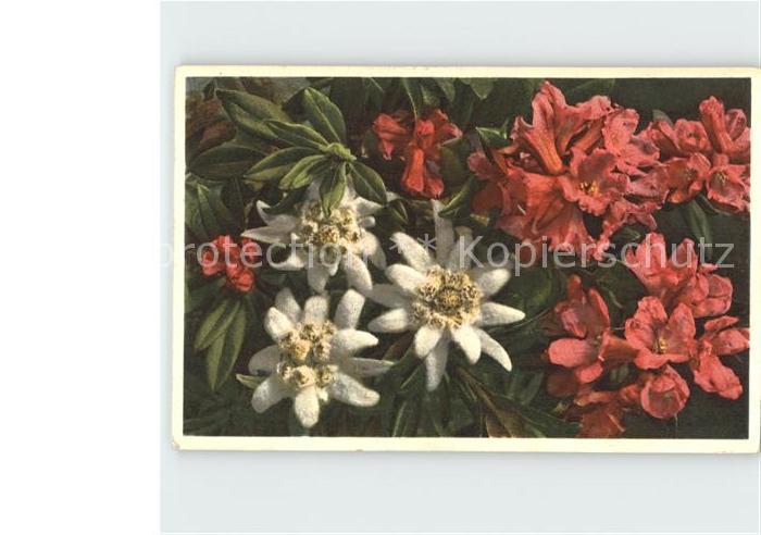 Edelweiss Alpenrosen