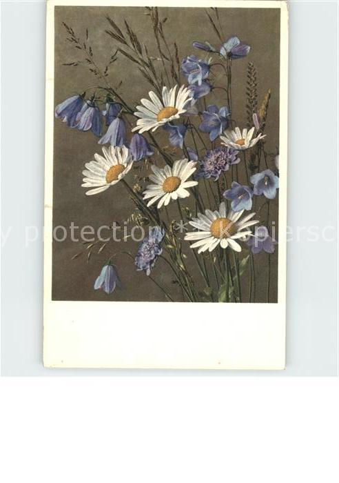 Blumen Campanula rhomboidalis Chrysanthemum le
