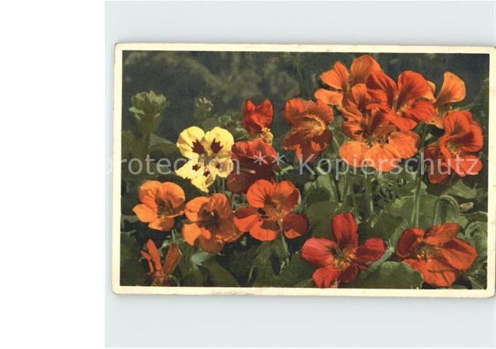Blumen Kapuzinerkresse