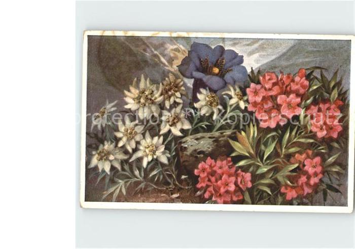 Edelweiss Enzian Alpenrosen Künstlerkarte J. Schö
