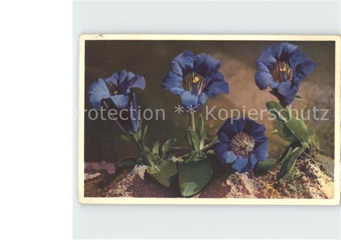 Blumen Enzian