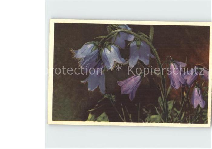Blumen Glockenblumen