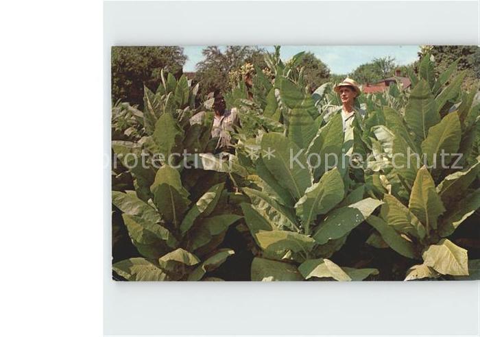 Tabak Burley Tobacco Field Kentucky Ernte