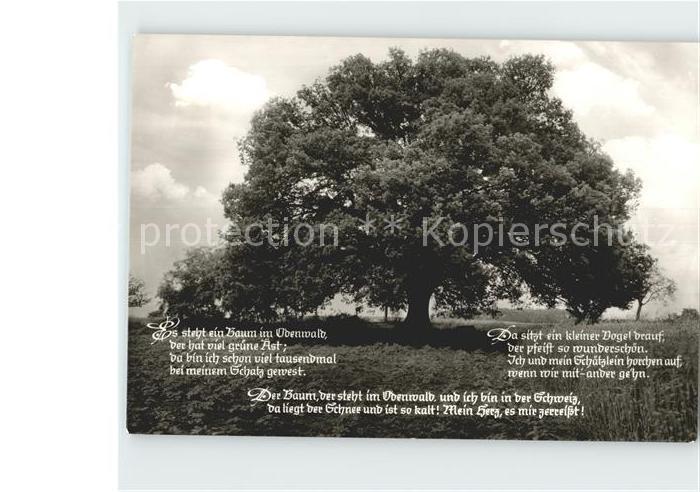 Baeume Trees Rieseneiche Momart Odenwald Gedicht