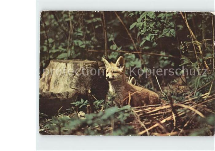 Fuchs Tiere