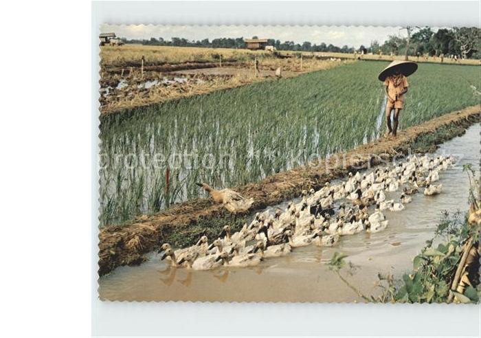 Landwirtschaft Duck-Herder Central Jawa