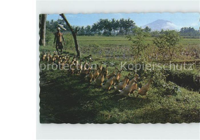 Landwirtschaft Training Ducks to kennel Bali Gänse