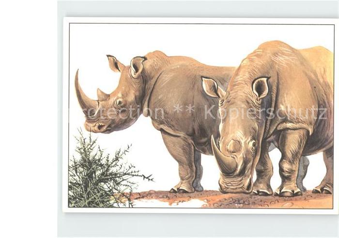 Nashorn Breimaulnashorn