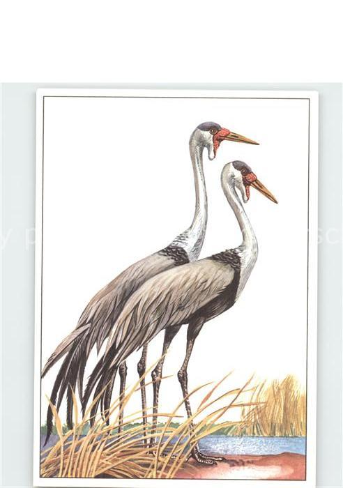 Voegel Birds Oiseaux Uccelli Pajaros-- Klunkerkranich