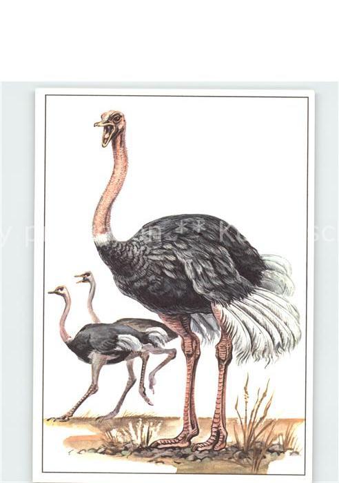 Voegel Birds Oiseaux Uccelli Pajaros-- Strauss