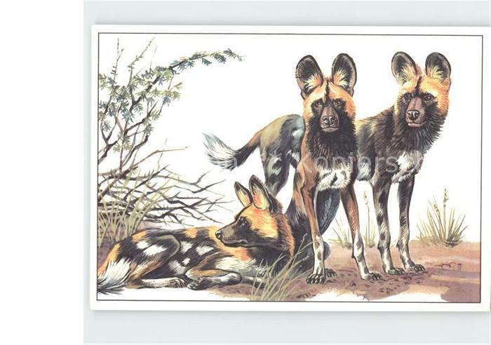 Tiere Hyaenenhund Zeichnung Zieger