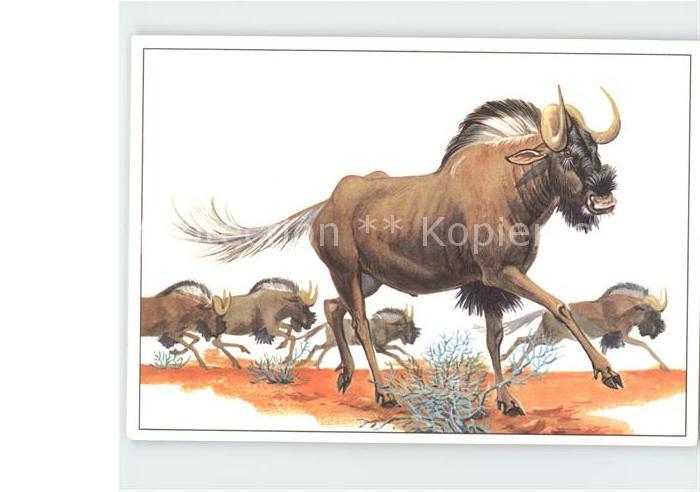 Tiere Weissschwanzgnu Zeichnung Zieger