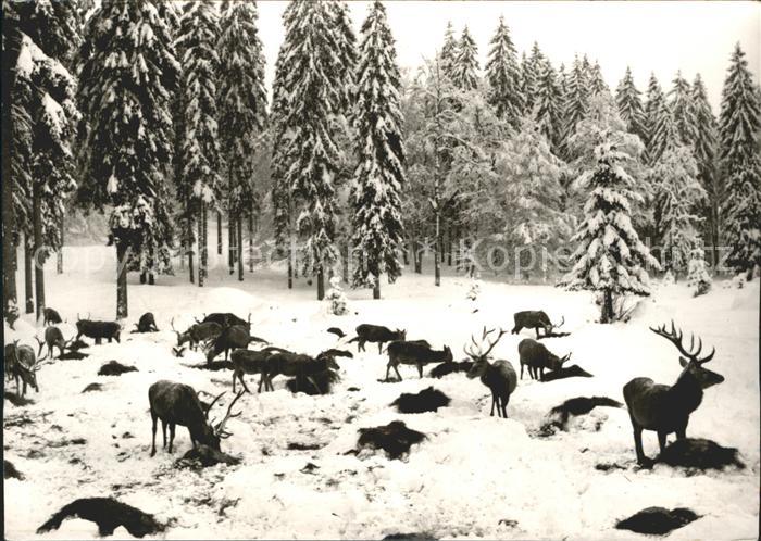 Graswang Schaufuetterung Wild