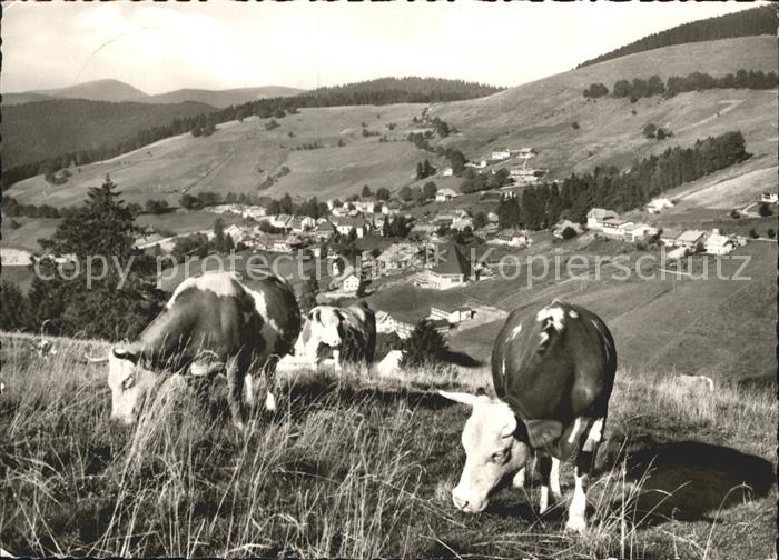 Todtnauberg Schwarzwald BW Kuehe Panorama Hochschwarzwald
