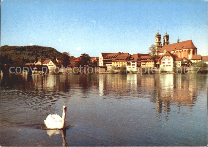 Bad Saeckingen Schwan Rhein